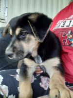 German Shepherd Puppies for sale in 8241 Lovers Ln, Hollister, CA 95023, USA. price: NA
