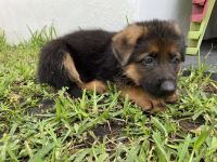 German Shepherd Puppies for sale in NE 210th St, Ives Estates, FL 33179, USA. price: NA