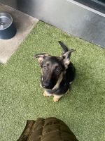 German Shepherd Puppies for sale in Jersey City, NJ 07310, USA. price: NA