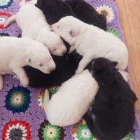 German Shepherd Puppies for sale in Crystal Falls, MI 49920, USA. price: NA