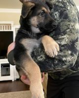 German Shepherd Puppies for sale in Puyallup, WA 98375, USA. price: NA