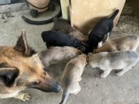 German Shepherd Puppies for sale in Commerce, TX 75428, USA. price: NA