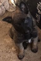 German Shepherd Puppies for sale in Victorville, CA, USA. price: NA