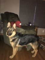 German Shepherd Puppies for sale in Gaylord, MI 49735, USA. price: NA
