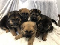 German Shepherd Puppies for sale in Manitowoc, WI 54220, USA. price: NA