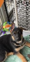 German Shepherd Puppies for sale in Florence, NJ 08518, USA. price: NA