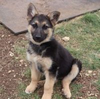 German Shepherd Puppies for sale in Waco, TX, USA. price: NA