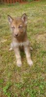 German Shepherd Puppies for sale in Spartanburg, SC, USA. price: NA