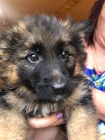 German Shepherd Puppies for sale in Athens, TN 37303, USA. price: NA