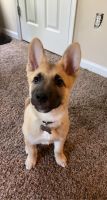 German Shepherd Puppies for sale in Gainesville, GA, USA. price: NA