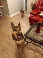 German Shepherd Puppies for sale in Dolton, IL, USA. price: NA