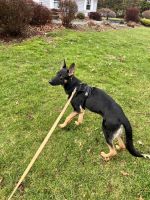 German Shepherd Puppies for sale in Walden, NY 12586, USA. price: NA