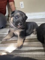 German Shepherd Puppies for sale in Los Angeles, CA 90011, USA. price: NA