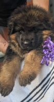 German Shepherd Puppies for sale in Punta Gorda, FL, USA. price: NA