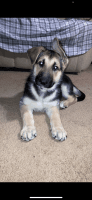 German Shepherd Puppies for sale in Brooklyn, NY, USA. price: NA
