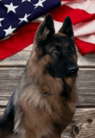 German Shepherd Puppies for sale in Strunk, KY 42649, USA. price: NA