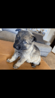 German Shepherd Puppies for sale in Alexandria, MN 56308, USA. price: NA