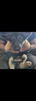 German Shepherd Puppies for sale in San Antonio, TX, USA. price: NA