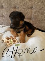 German Shepherd Puppies for sale in Orlando, FL, USA. price: NA