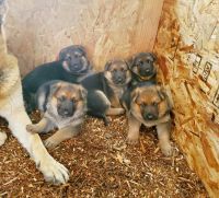 German Shepherd Puppies for sale in Prospect, OR 97536, USA. price: NA