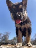 German Shepherd Puppies for sale in Fort Worth, TX, USA. price: NA
