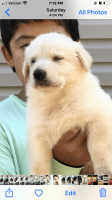 German Shepherd Puppies for sale in Shallotte, NC, USA. price: NA