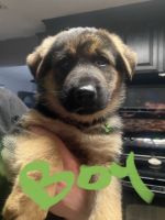 German Shepherd Puppies for sale in Tracy, CA, USA. price: NA