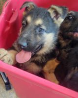 German Shepherd Puppies for sale in Fairmont, WV 26554, USA. price: NA
