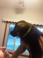 German Shepherd Puppies for sale in Adams, WI, USA. price: NA
