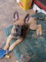 German Shepherd Puppies for sale in Plainview, MN 55964, USA. price: NA