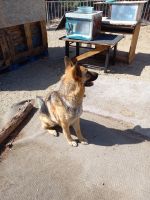 German Shepherd Puppies for sale in Barstow, CA 92311, USA. price: NA