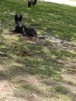 German Shepherd Puppies for sale in Durant, OK, USA. price: NA