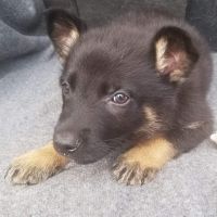 German Shepherd Puppies for sale in Sand Springs, OK 74063, USA. price: NA