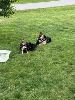German Shepherd Puppies for sale in Scottsville, KY 42164, USA. price: NA