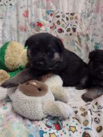 German Shepherd Puppies for sale in Beaverton, OR 97008, USA. price: NA