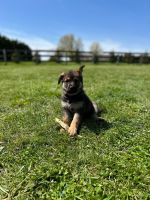 German Shepherd Puppies for sale in Middletown, DE, USA. price: NA