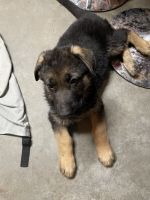 German Shepherd Puppies for sale in Monterey Park, CA, USA. price: NA