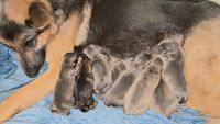 German Shepherd Puppies for sale in Ocala, FL, USA. price: NA