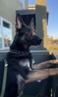 German Shepherd Puppies for sale in Gilroy, CA 95020, USA. price: NA