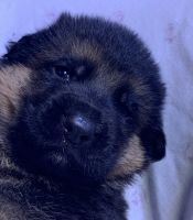 German Shepherd Puppies for sale in Atlanta, GA, USA. price: NA