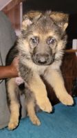 German Shepherd Puppies for sale in Las Vegas, NV, USA. price: NA