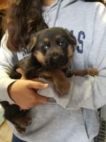 German Shepherd Puppies for sale in Palmdale, CA 93551, USA. price: NA