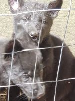 German Shepherd Puppies for sale in Mio, MI 48647, USA. price: NA