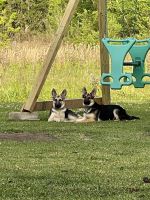 German Shepherd Puppies for sale in Vacherie, LA 70090, USA. price: NA