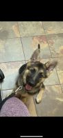 German Shepherd Puppies for sale in Lutz, FL, USA. price: NA