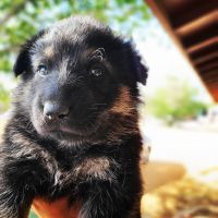 German Shepherd Puppies for sale in Victorville, CA, USA. price: NA