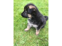 German Shepherd Puppies for sale in Pittsburgh, PA, USA. price: NA