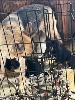 German Shepherd Puppies for sale in Penrose Rd, Illinois, USA. price: NA