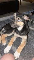 German Shepherd Puppies for sale in Westminster, CA, USA. price: NA
