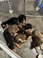 German Shepherd Puppies for sale in Los Banos, CA, USA. price: NA